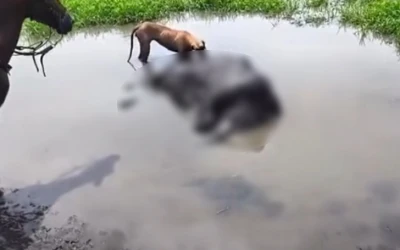 Alerta por grave contaminación con hidrocarburos en caños de Barrancabermeja