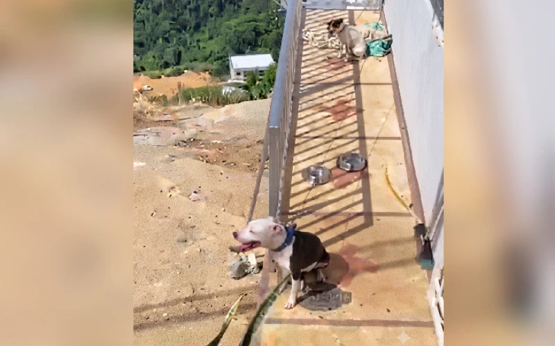 Operativo descartó maltrato animal a dos perritos detrás de la UIS, en Bucaramanga