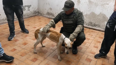 Denuncia en redes terminó con el rescate de dos animales abandonados en Girón