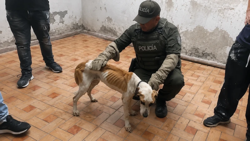 Denuncia en redes terminó con el rescate de dos animales abandonados en Girón