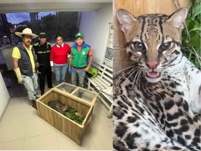 Rescatan un tigrillo en delicado estado de salud en zona rural de Santander