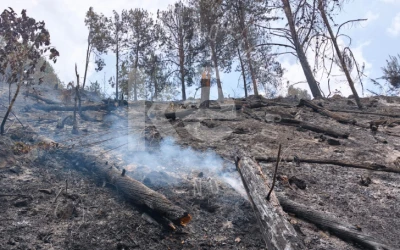 Incendio forestal en la vereda Pantanos de Charta consume más de 50 hectáreas de bosque