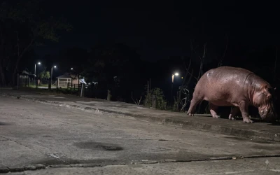 Graban a un hipopótamo caminando cerca de una escuela en Barrancabermeja