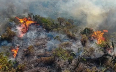 Investigan origen criminal de incendios forestales en Tolima: Gobierno anunció medidas