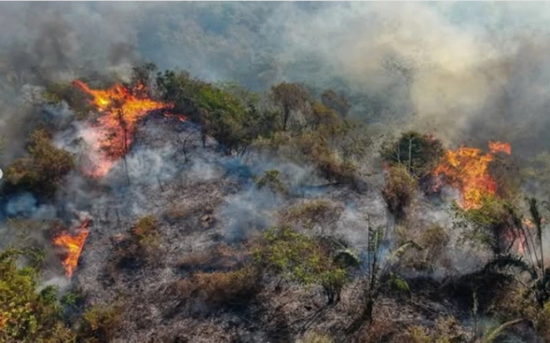 Investigan origen criminal de incendios forestales en Tolima: Gobierno anunció medidas