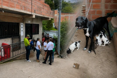 Indignación en Girón: una perrita y sus 10 cachorros habrían sido abandonados en Altos del Carrizal
