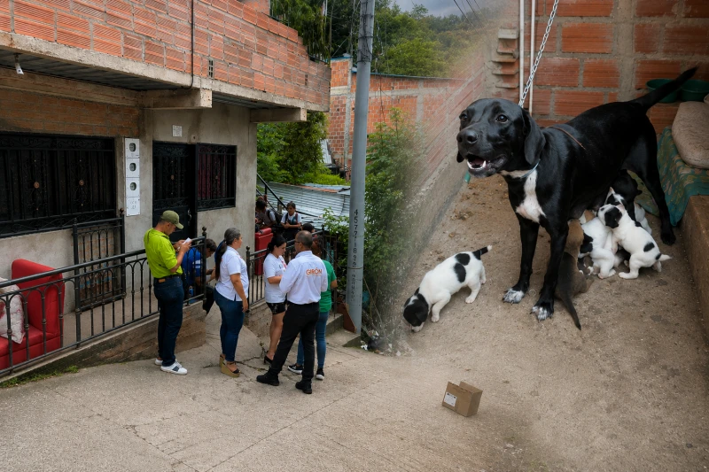 Indignación en Girón: una perrita y sus 10 cachorros habrían sido abandonados en Altos del Carrizal