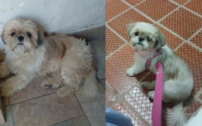 Salió corriendo por los truenos y nunca volvió: buscan desesperadamente a Linda en Girón