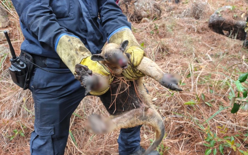 Fauna silvestre, la otra gran víctima de los incendios forestales en Girón