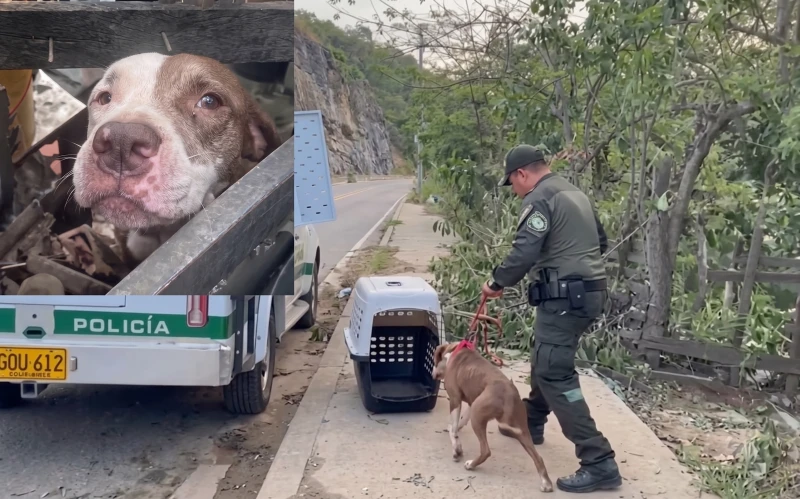 Rescatan pitbull que permanecía en estado de desnutrición en el norte de Bucaramanga