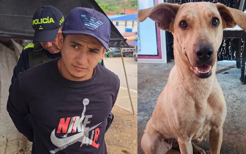 Indignación en Bucaramanga: libre el hombre que mató a golpes a la perrita Kira tras rebaja de pena