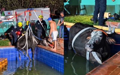 Bomberos realiza complejo rescate de una vaca que cayó en una pisicina en Bucaramanga