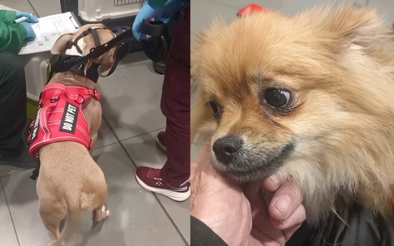 “Que los sacrifiquen”: La despiadada frase de una pareja que abandonó a sus cachorros en El Dorado