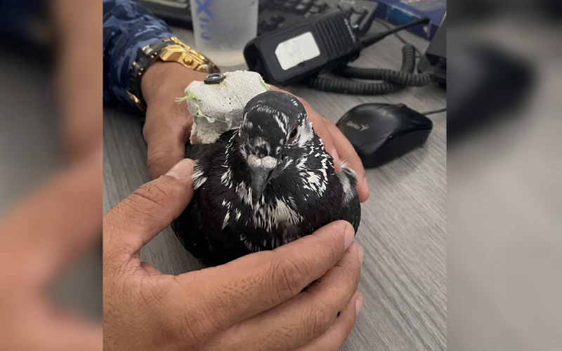 ¡Insólito! Interceptan paloma mensajera que llevaba contrabando a la cárcel de Girón