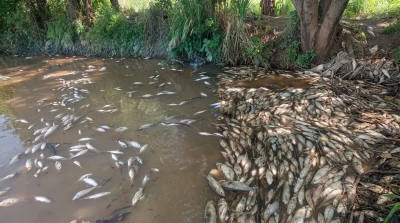 ¡Tragedia en el río Lebrija! Aparecen miles de peces muertos y la comunidad exige respuestas